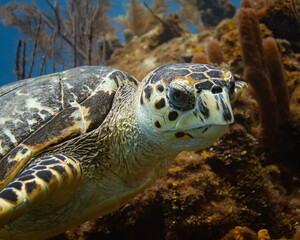Fototapeta premium sea turtle close up