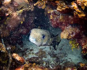 puffer fish © Audrey
