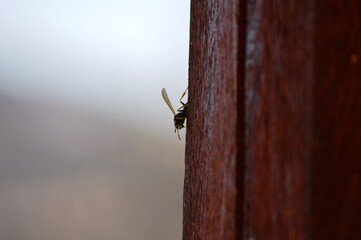 a wasp on a roof board