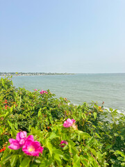 Flowers by the Ocean
