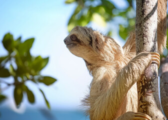 Roatan sloth © Audrey