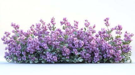 Lavender Flower Bush Isolated on White Background Generative AI