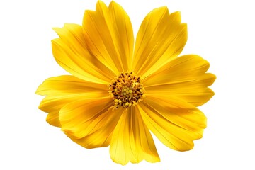 Obraz premium Vibrant Yellow Flower Blooming with Radiance