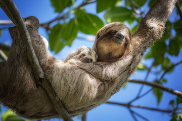 mom and baby sloth