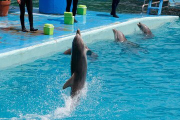  Dolphins doing pirouettes in a water park with their trainers. Dolphins in captivity. Sea animals. Dolphin show in outdoor park. © Acento Creativo