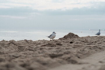 Mewy na piasku plaża © Marcin