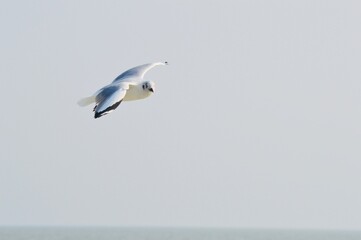 Flying seagull was looking for food in the sea.
