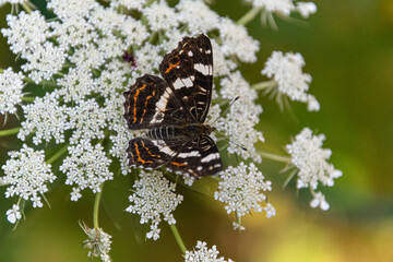 Tagfalter Landkärtchen an der Blüte vom Giersch