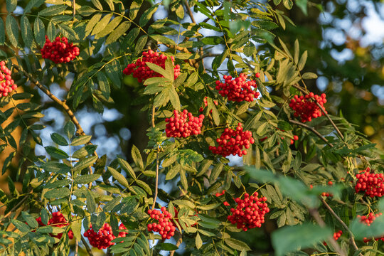 Rote Beeren der Eberesche