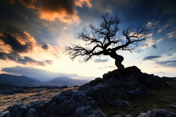 Obraz premium A lone, twisted tree stands against a dramatic sunset sky, its silhouette strikingly defined against the colorful backdrop, creating a powerful natural scene.