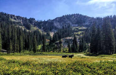 landscape with moose