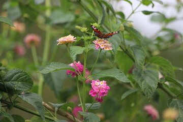 Pink and yellow flowers, Lantana camara. Weeping Lantana.