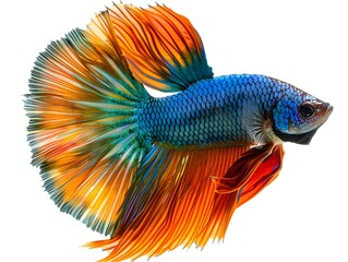 Fototapeta premium Vibrant Betta Fish Flaring Fins Isolated on White Background for Ornamental Concept