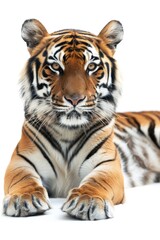 A tiger resting on a pure white background