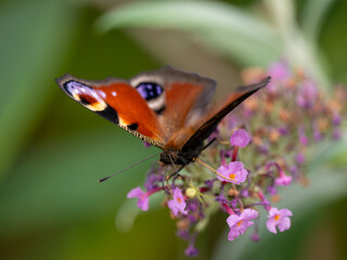 Schmetterling