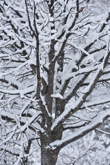 Snow Covered Trees in a Colorado Snow Storm