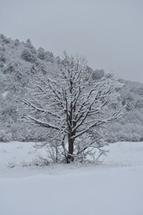 Snow Covered Trees in a Colorado Snow Storm