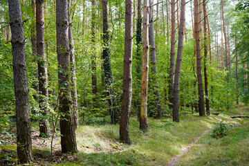 Fototapeta premium forest impression in the Wildpark in Potsdam (Brandenburg), Germany.