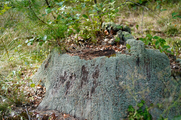 turquoise lichen on a tree stump in the Wildpark in Potsdam (Brandenburg), Germany.