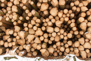 Log piles with felled spruce forest