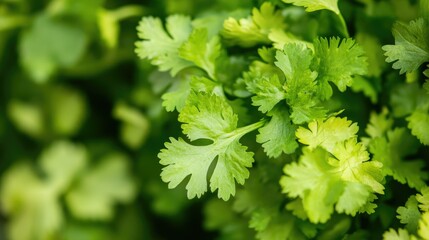 A bunch of fresh cilantro leaves in close-up, with bright green, delicate leaves bundled together at the base. Ideal for herb and fresh produce photography.