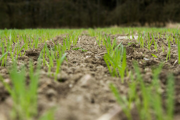 Newly sown grain on a field