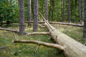 Fototapeta premium arrangement of dead wood in the forest