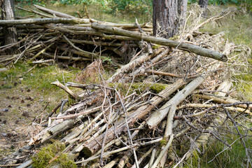 Fototapeta premium arrangement of dead wood in the forest