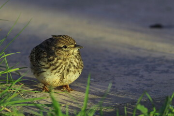 lark