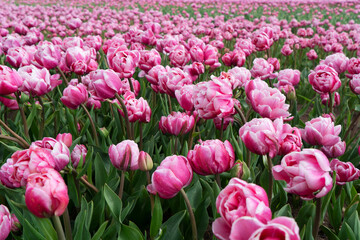 Famouse dutch pink tulip field with rows in sunny day with blue sky