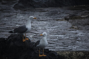 seagull on the beach