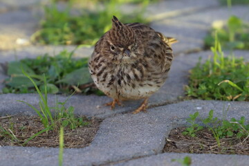 lark