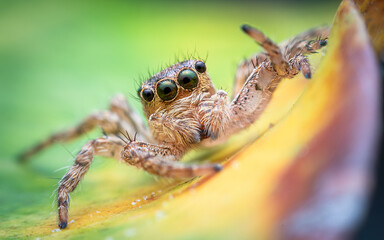 Female Maevia inclemens Jumping Spider