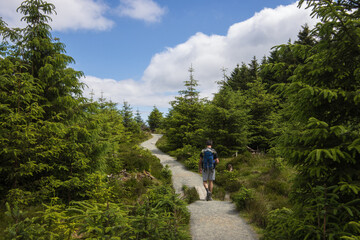 Fototapeta premium Back view of a backpacker hiking on a forest trail in the lush Wicklow mountains, Ireland, Europe 