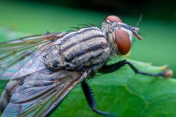 Fly insect on green leaf in garden