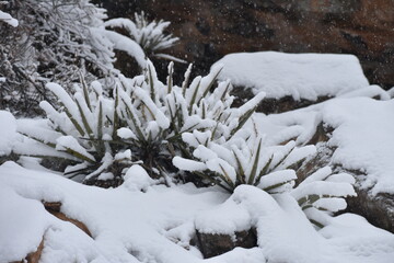 Yucca Plant Caked in Snow Colorado