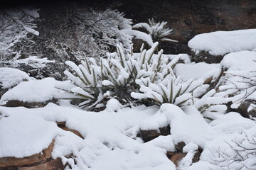 Yucca Plant Caked in Snow Colorado