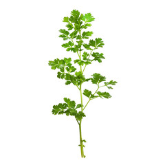 Chervil, Herb, Isolated on Transparent Background, Graphic Resource for Gourmet Advertising, Menu Design, Website Banners, Packaging, and Social Media Campaigns