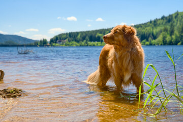 Senior nova scotia duck tolling retriever playing in the water