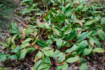 group of lily of the valley plants (Convallaria majalis) in the forest during late summer