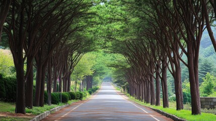 Green Tunnel: The picturesque metasequoia-lined road in Damyang, Korea, with trees creating a lush green tunnel. A serene and scenic walk.