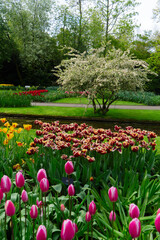 fresh spring lawn in garden with tree and flowers and greenery, Netherlands