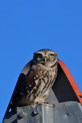 little owl