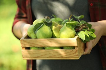 Woman holding wooden crate of ripe pears outdoors, closeup