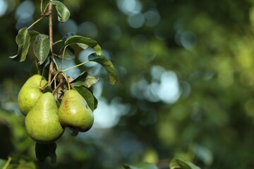 Pear tree branch with fruits in garden, closeup. Space for text