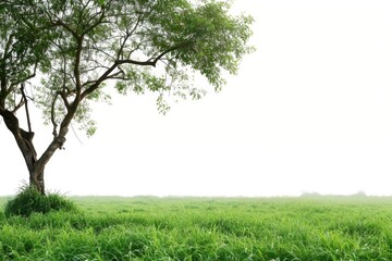 Fototapeta premium A single tree standing alone in a green meadow, suitable for nature and landscape scenes