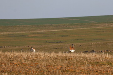 great bustard