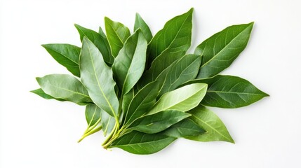 Fresh Bay Leaves