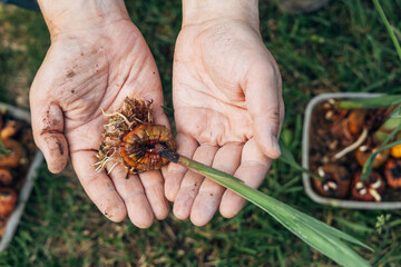 hands holding sprouted gladiolus bulbs before planting