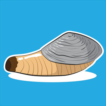 geoduck.eps